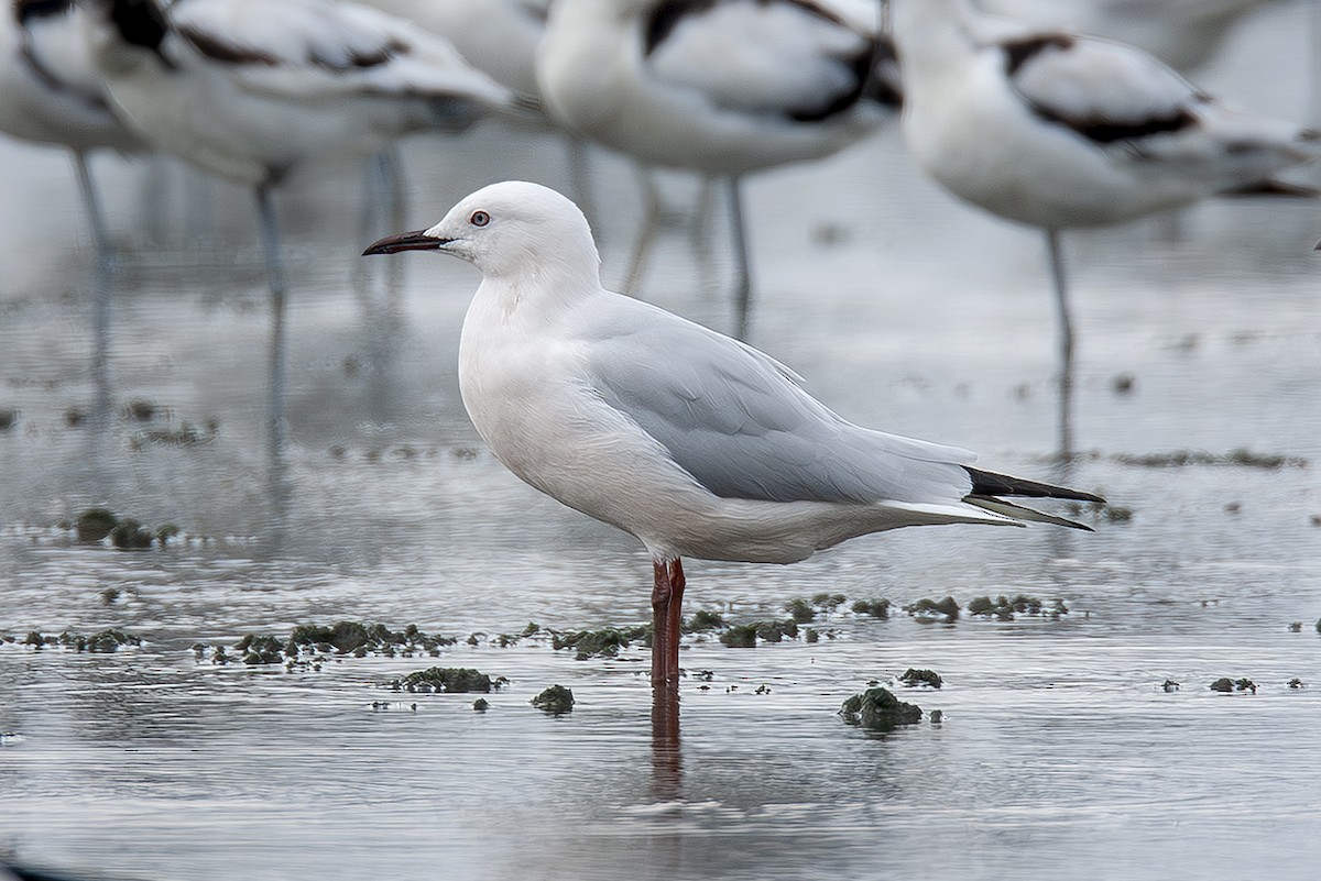 Slender-billed Gull - ML646011498