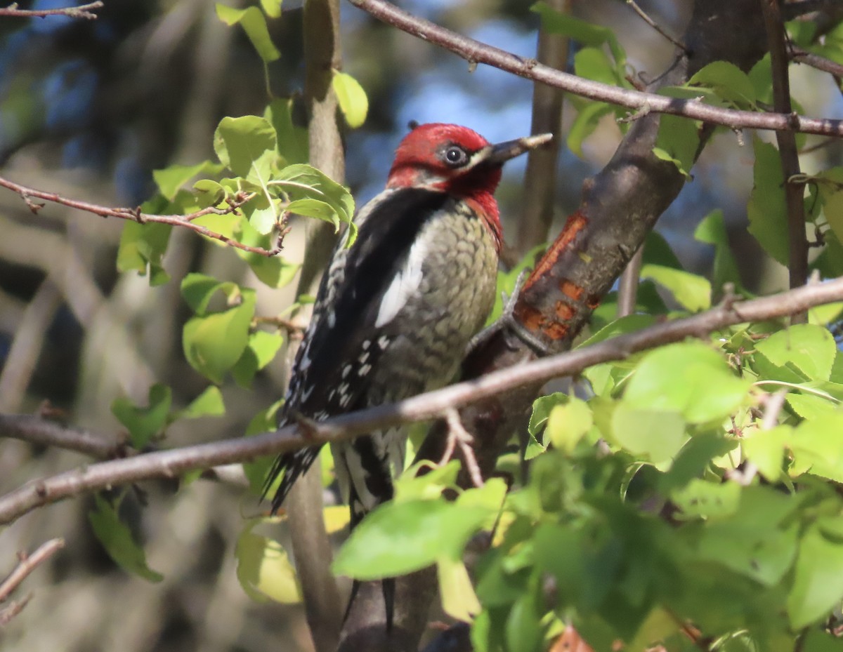 Red-breasted Sapsucker - ML646011499