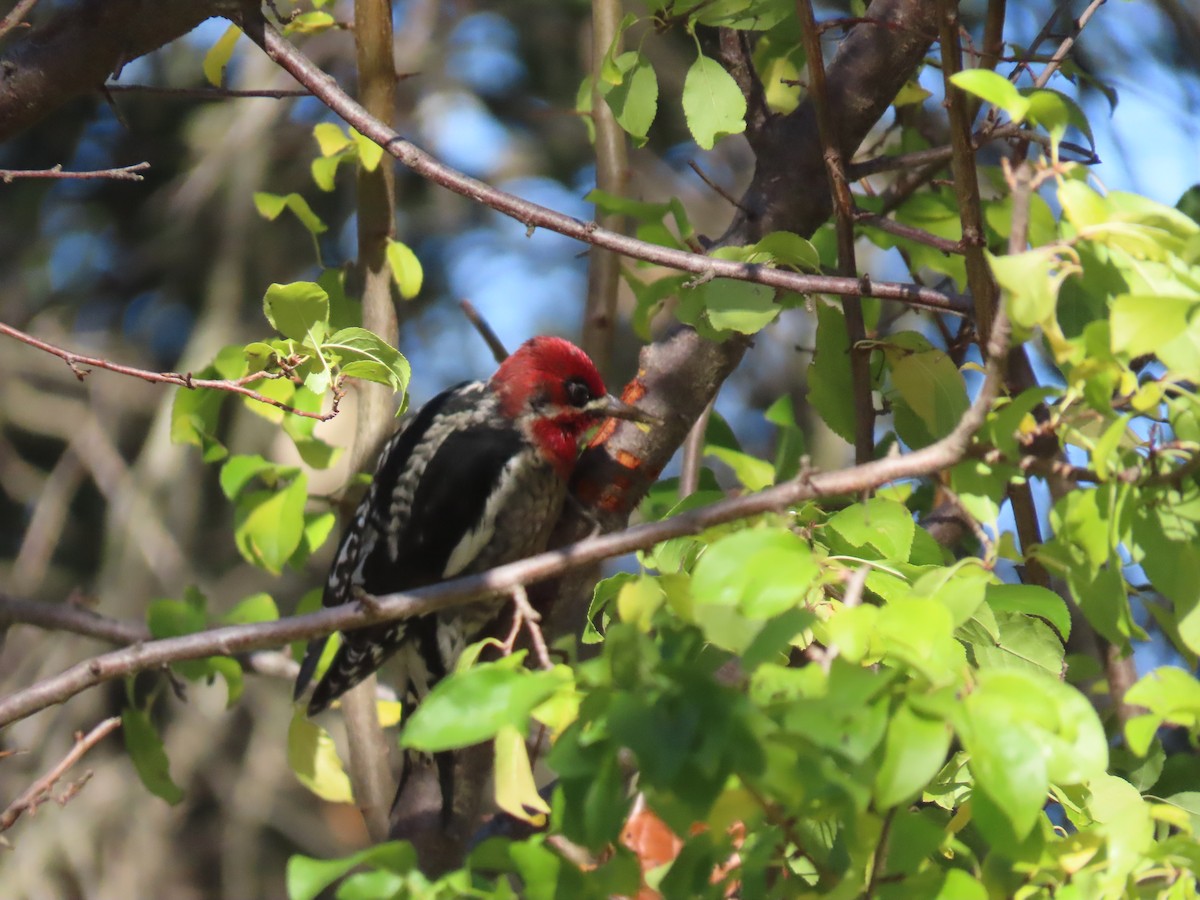 Red-breasted Sapsucker - ML646011500