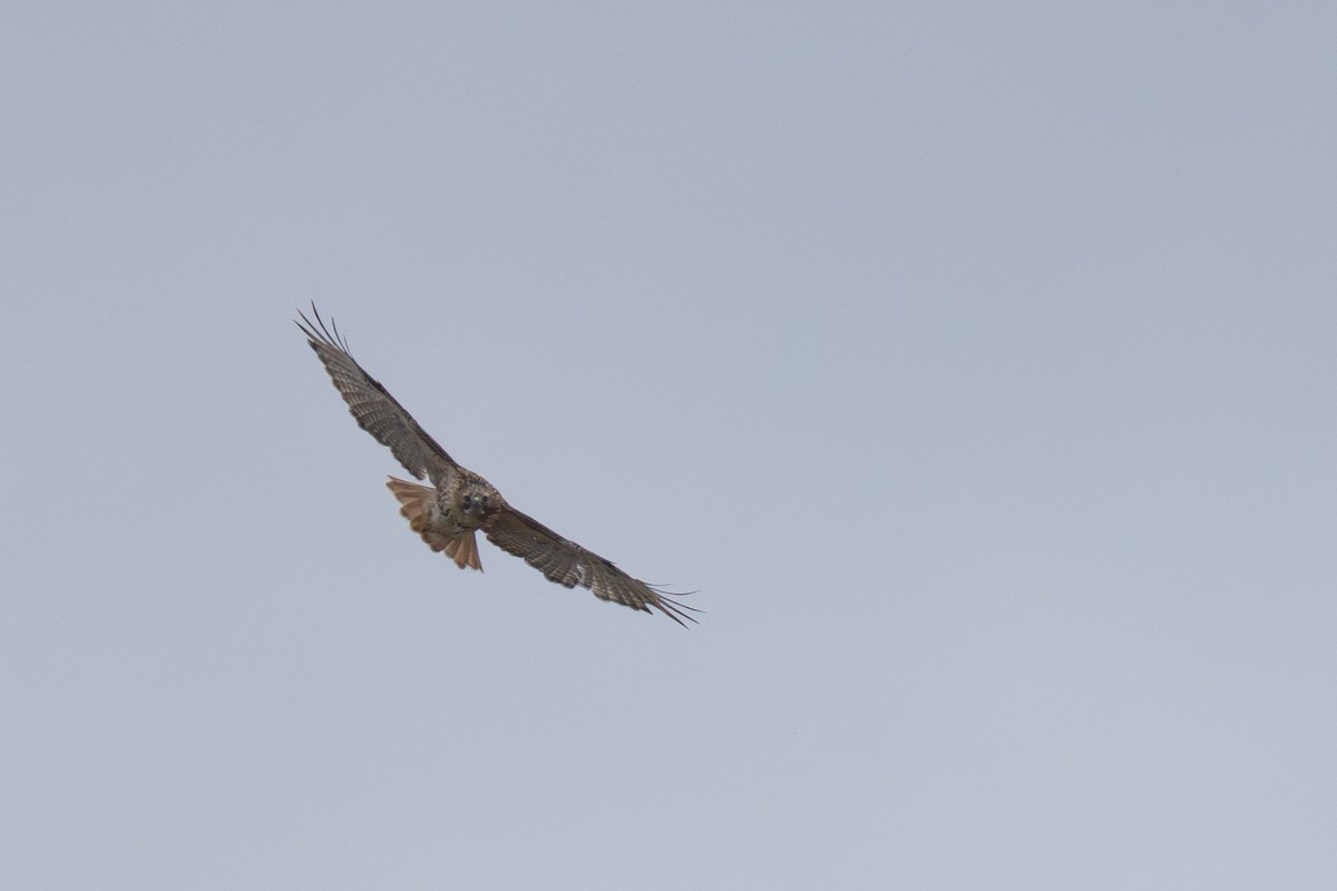 Red-tailed Hawk - ML646011506