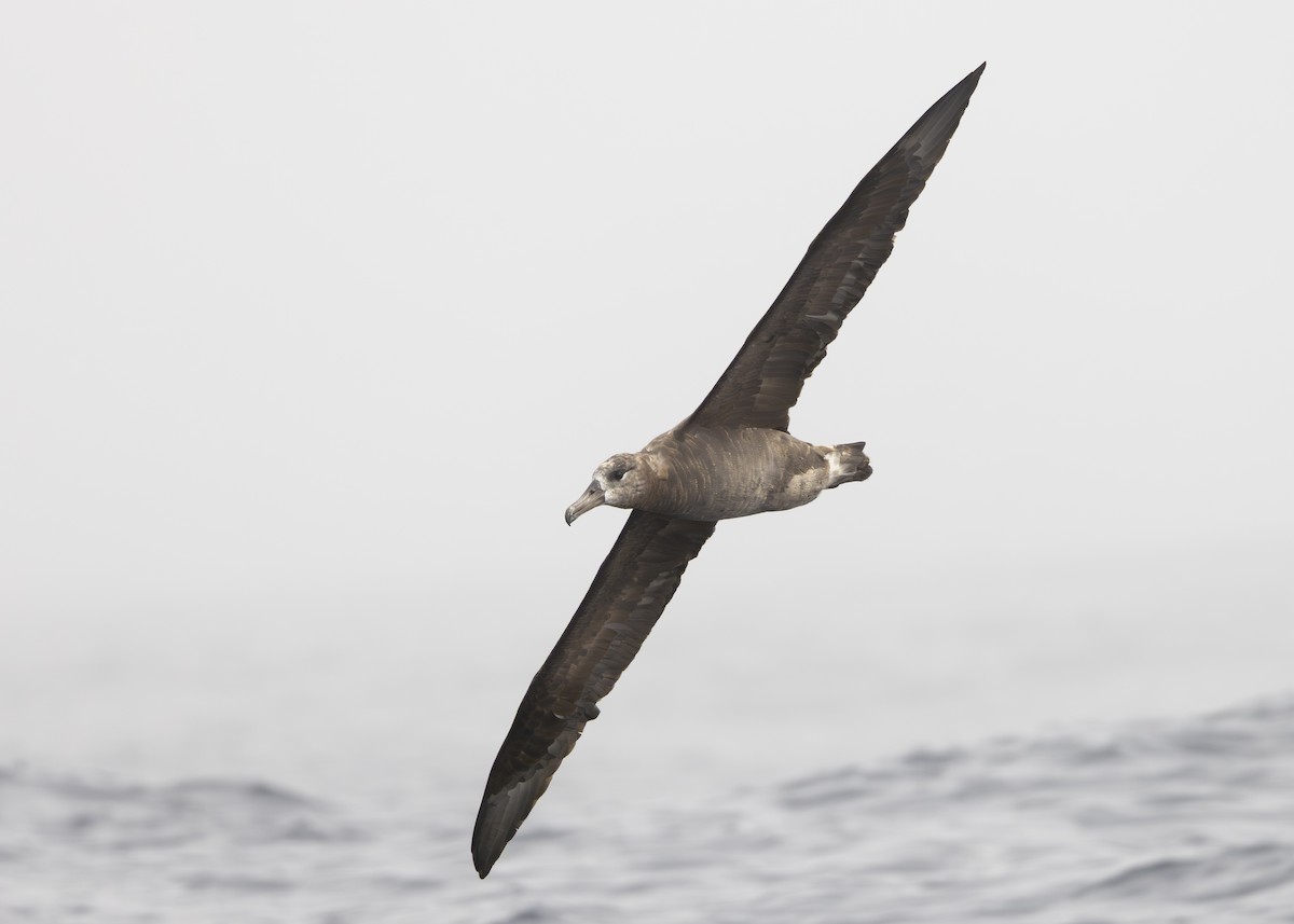 Black-footed Albatross - ML646011507