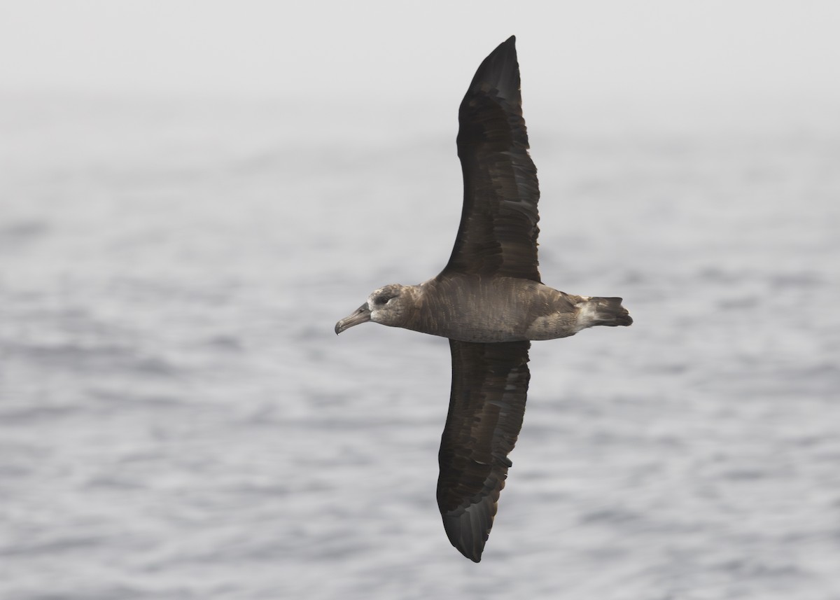 Black-footed Albatross - ML646011508