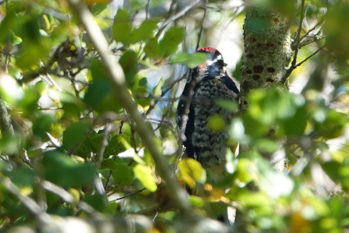 Red-naped Sapsucker - ML646011510