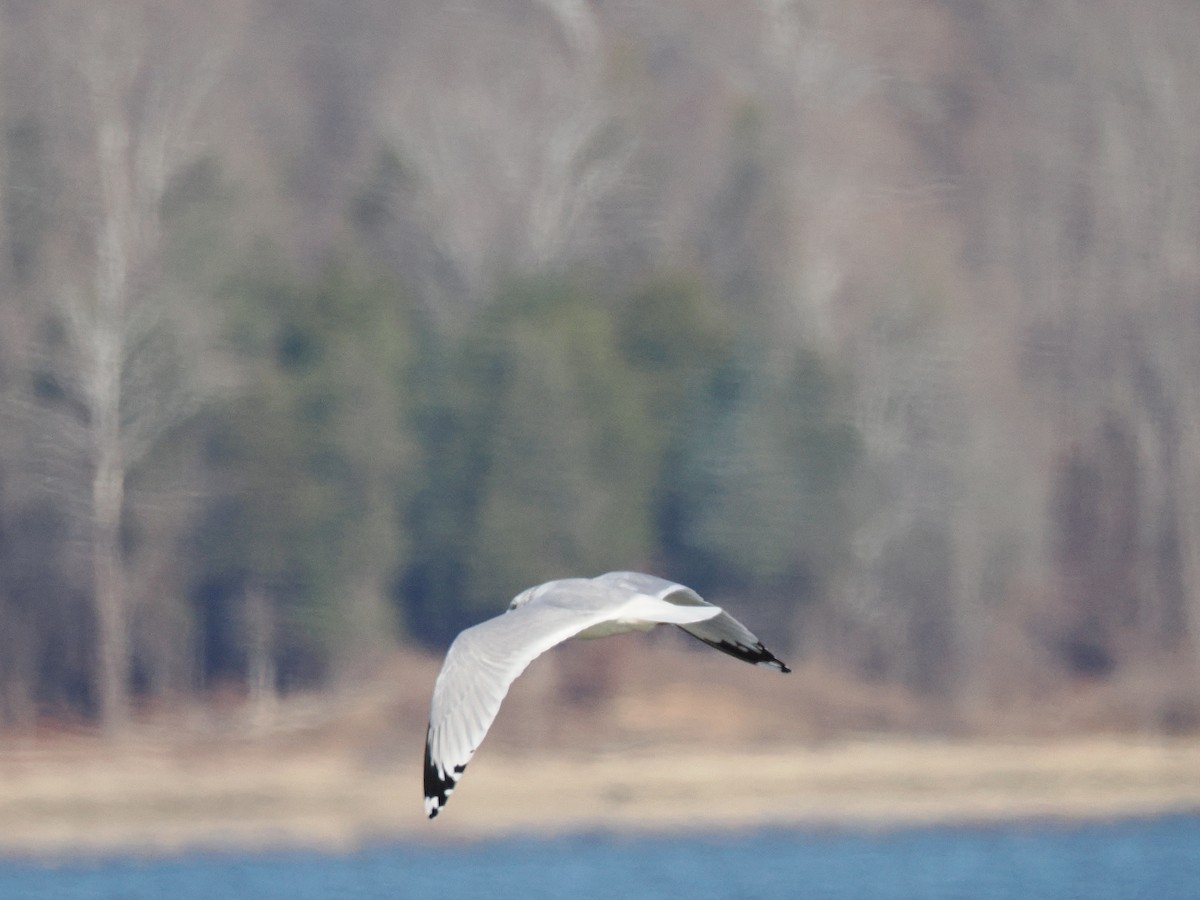 שחף עקוד-מקור - ML646011513