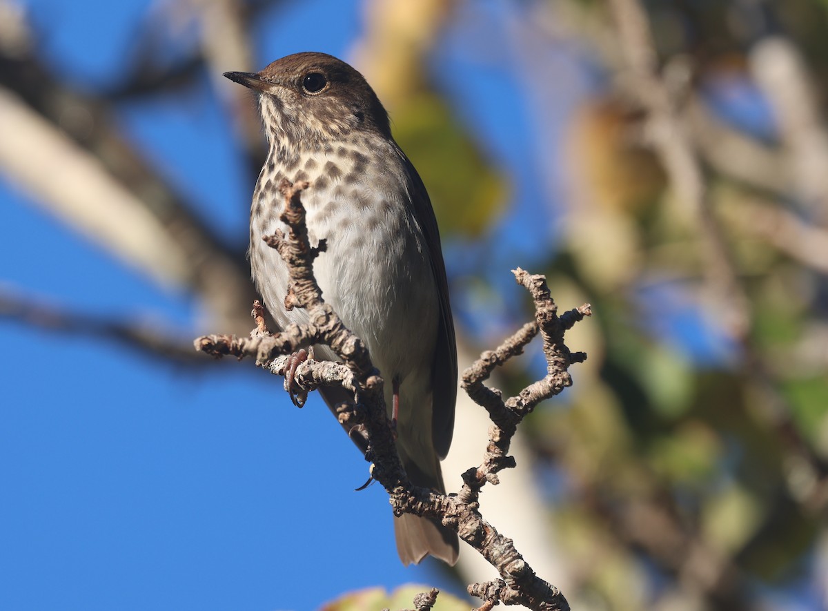 Grive solitaire - ML646011521