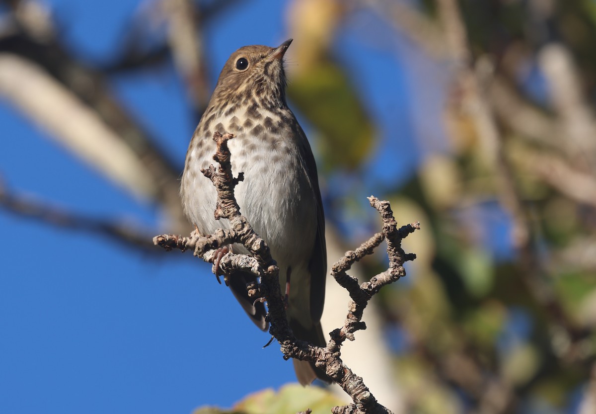 Grive solitaire - ML646011522