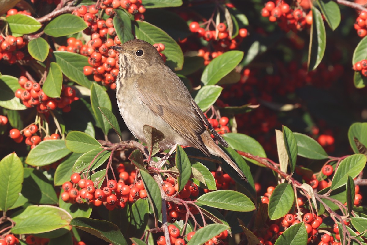 Grive solitaire - ML646011525