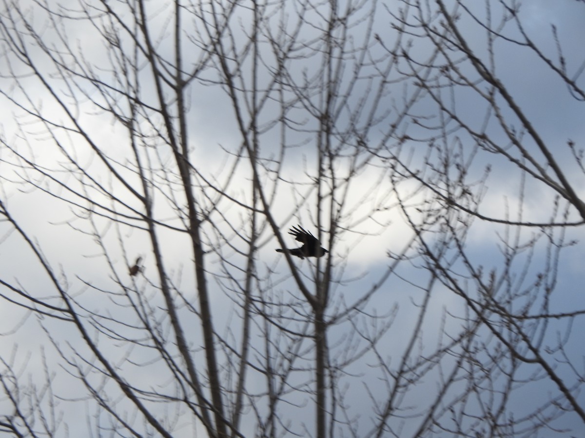 Ворона американська - ML646011528