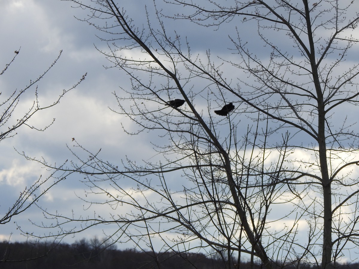 Ворона американська - ML646011529