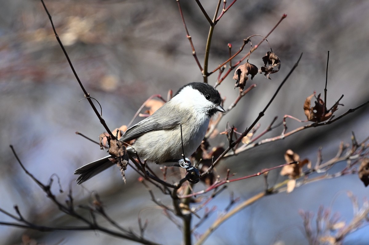 Гаїчка-пухляк звичайна - ML646011530