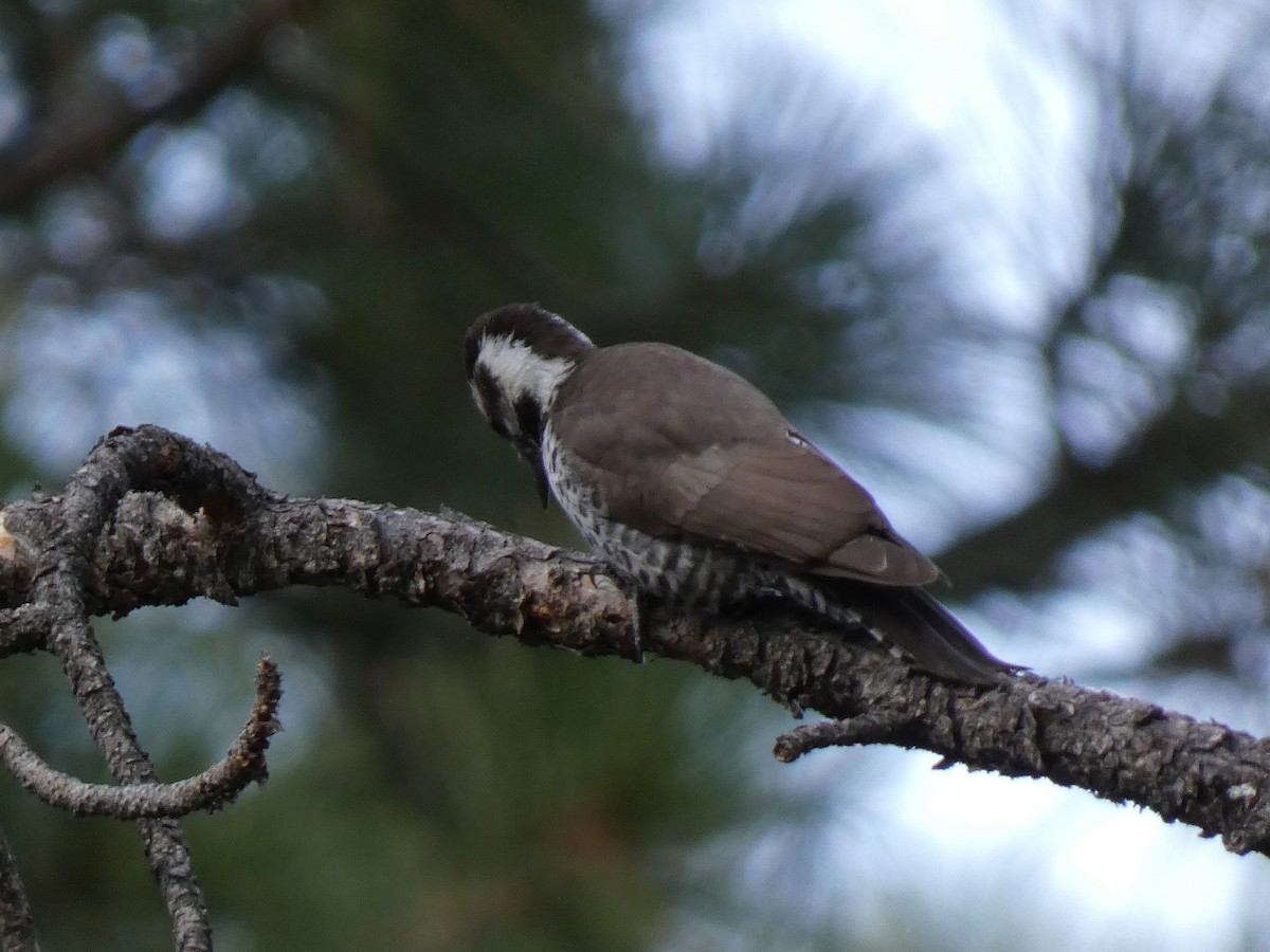 Дзьоган аризонський - ML646011531