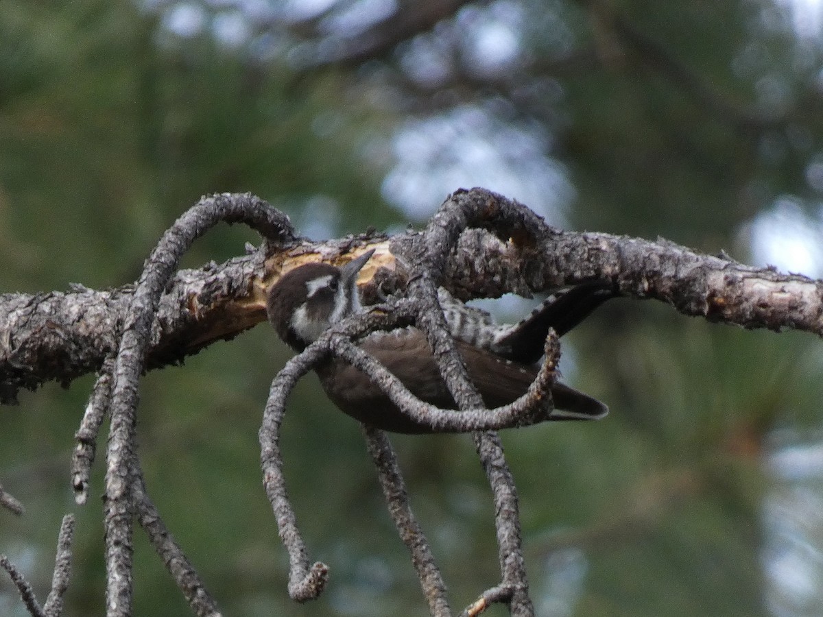 Дзьоган аризонський - ML646011532