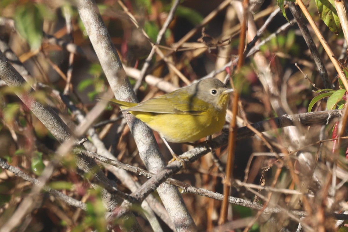 Червоїд сіроголовий - ML646011533