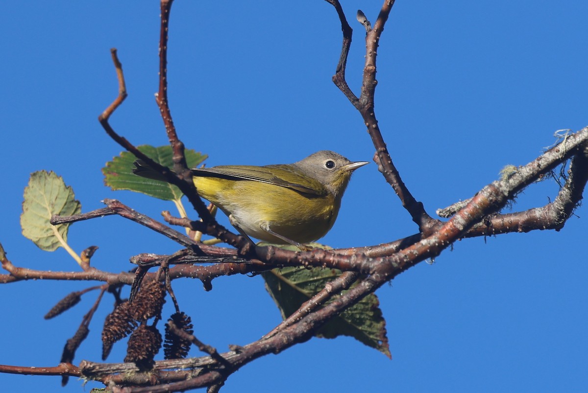 Червоїд сіроголовий - ML646011534