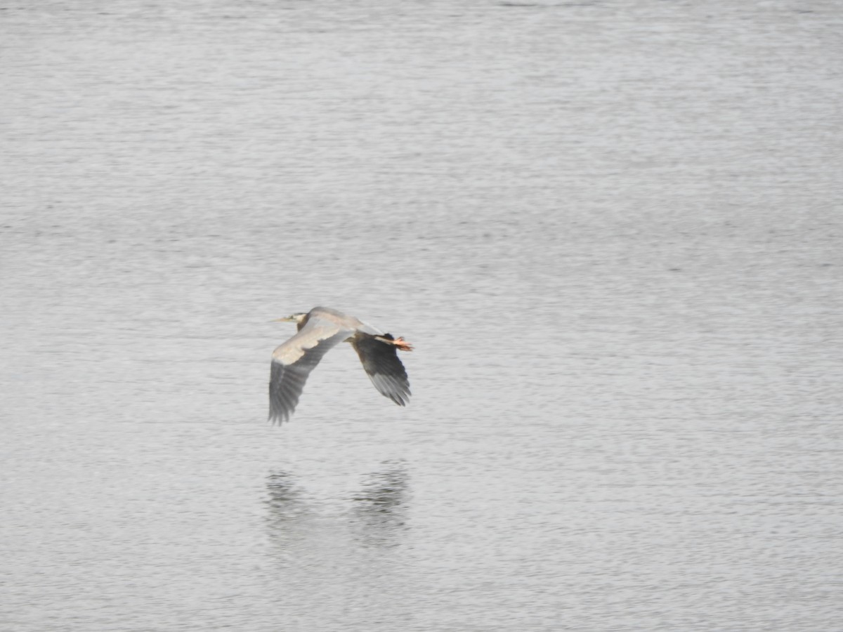 Чапля північна - ML646011535