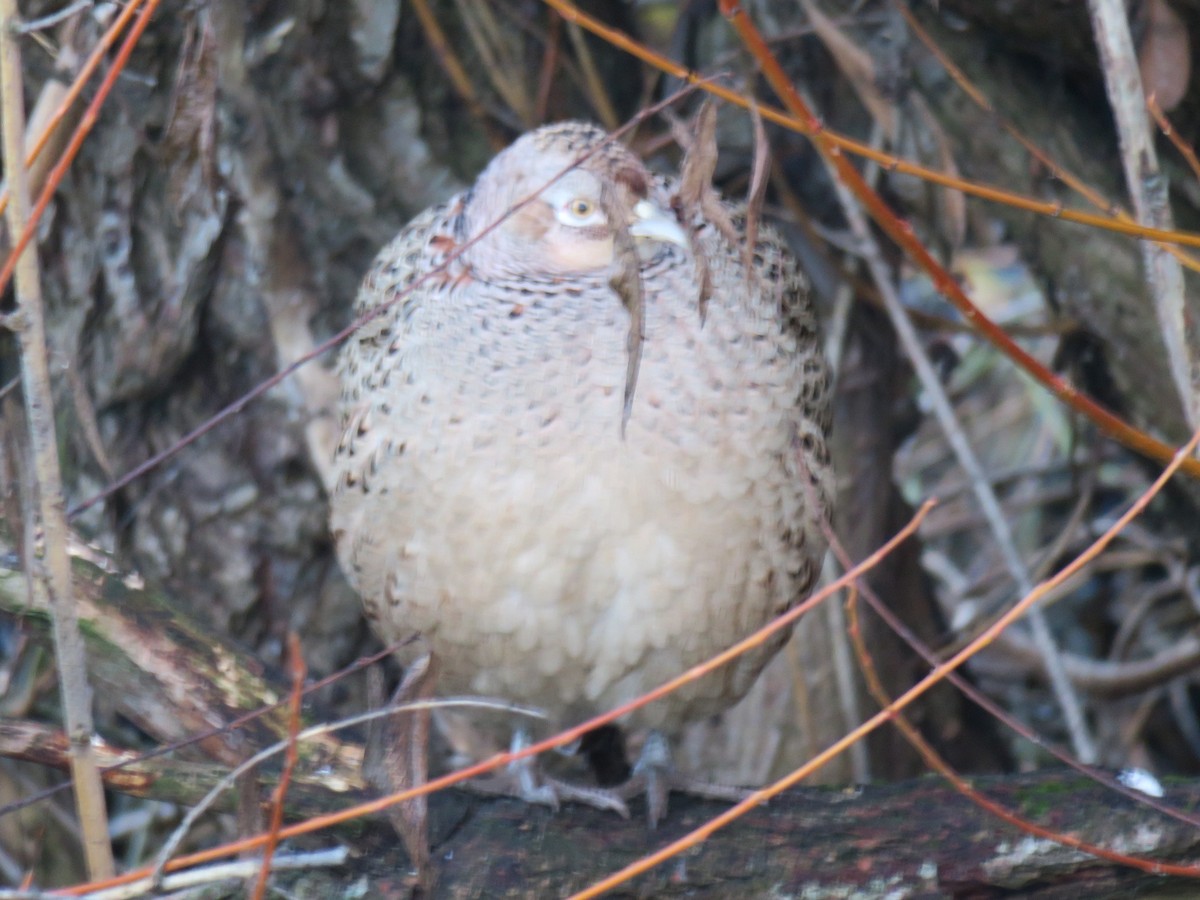 Фазан звичайний - ML646011536