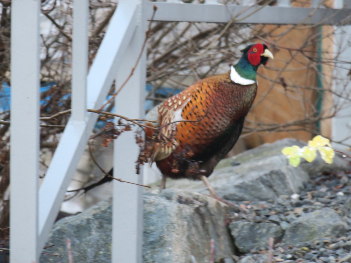 Фазан звичайний - ML646011537