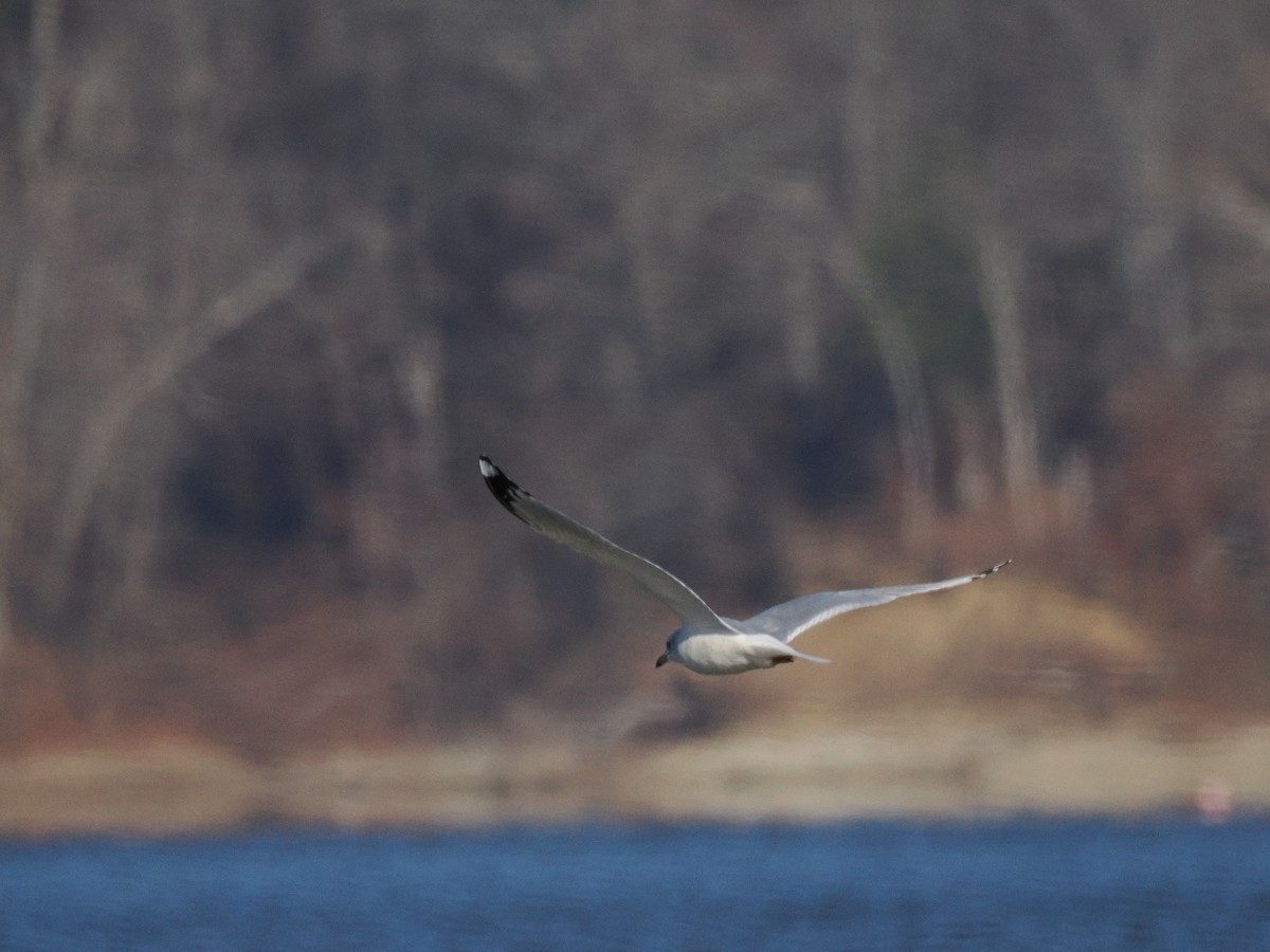 Мартин делаверський - ML646011540