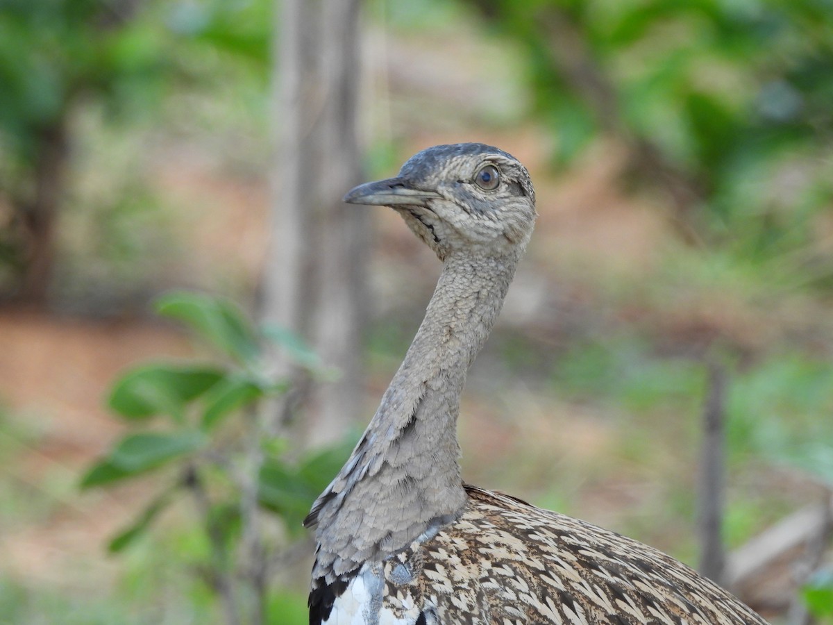 Дрохва рудочуба - ML646011541