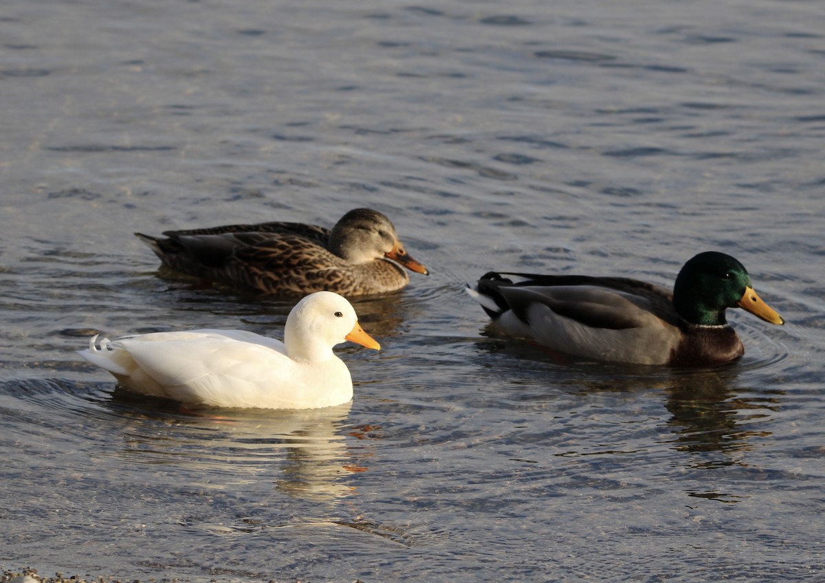 Крижень звичайний - ML646011543