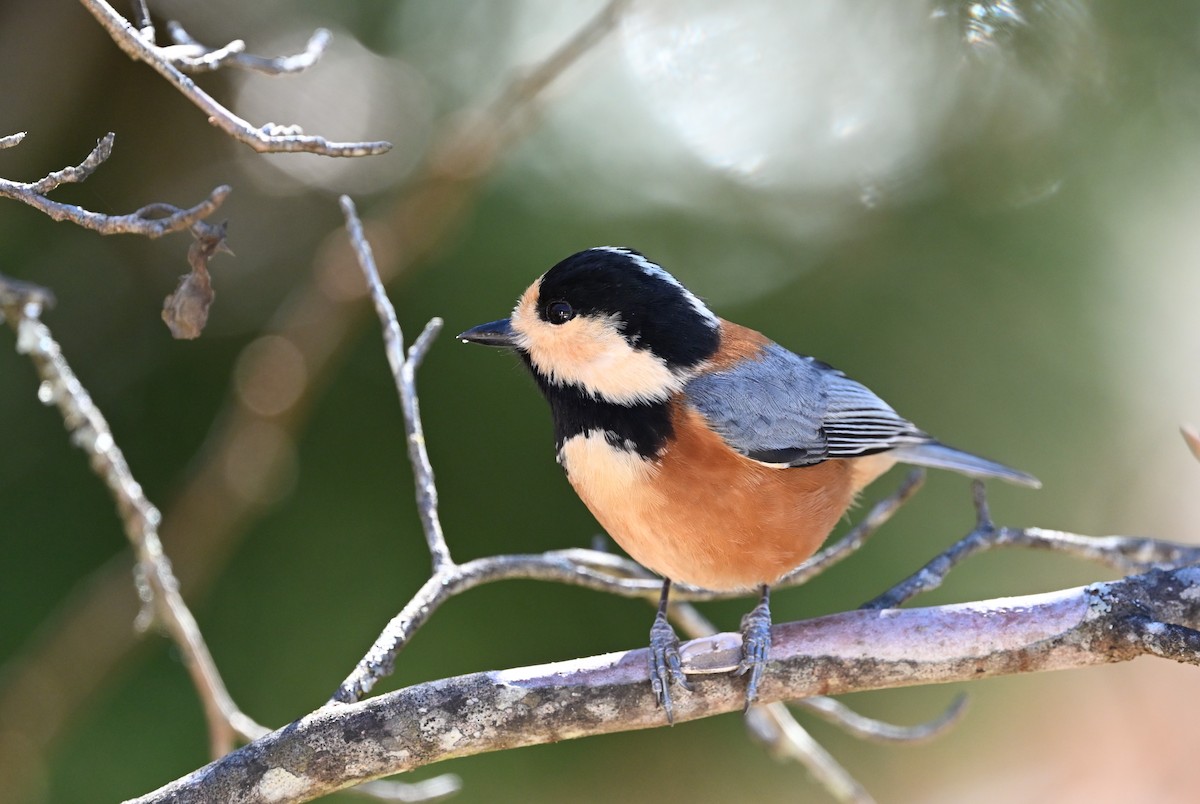 Гаїчка японська - ML646011549