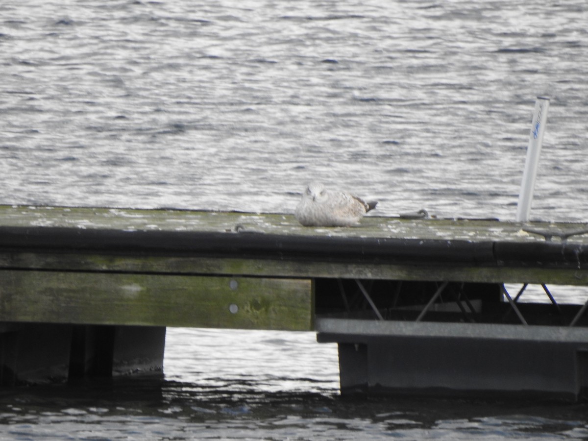 Мартин американський - ML646011550