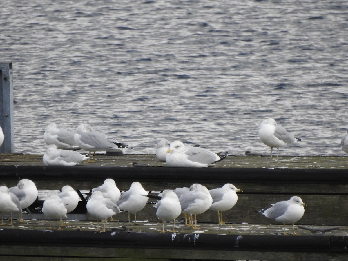 Мартин американський - ML646011551