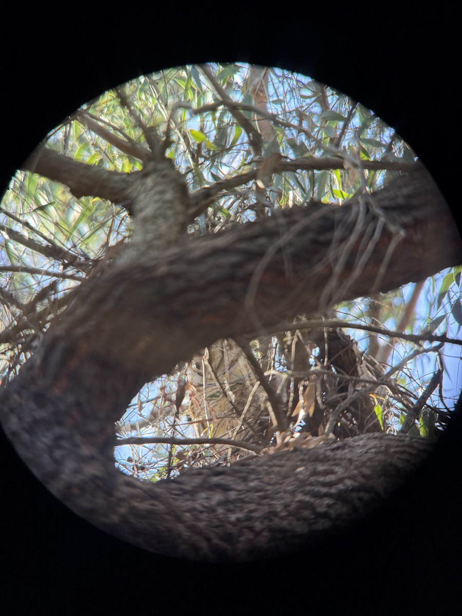 Сипуха американська - ML646011552