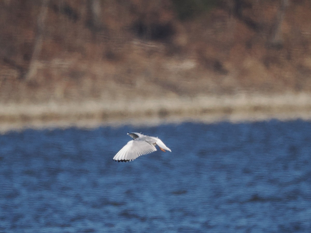 Мартин канадський - ML646011553