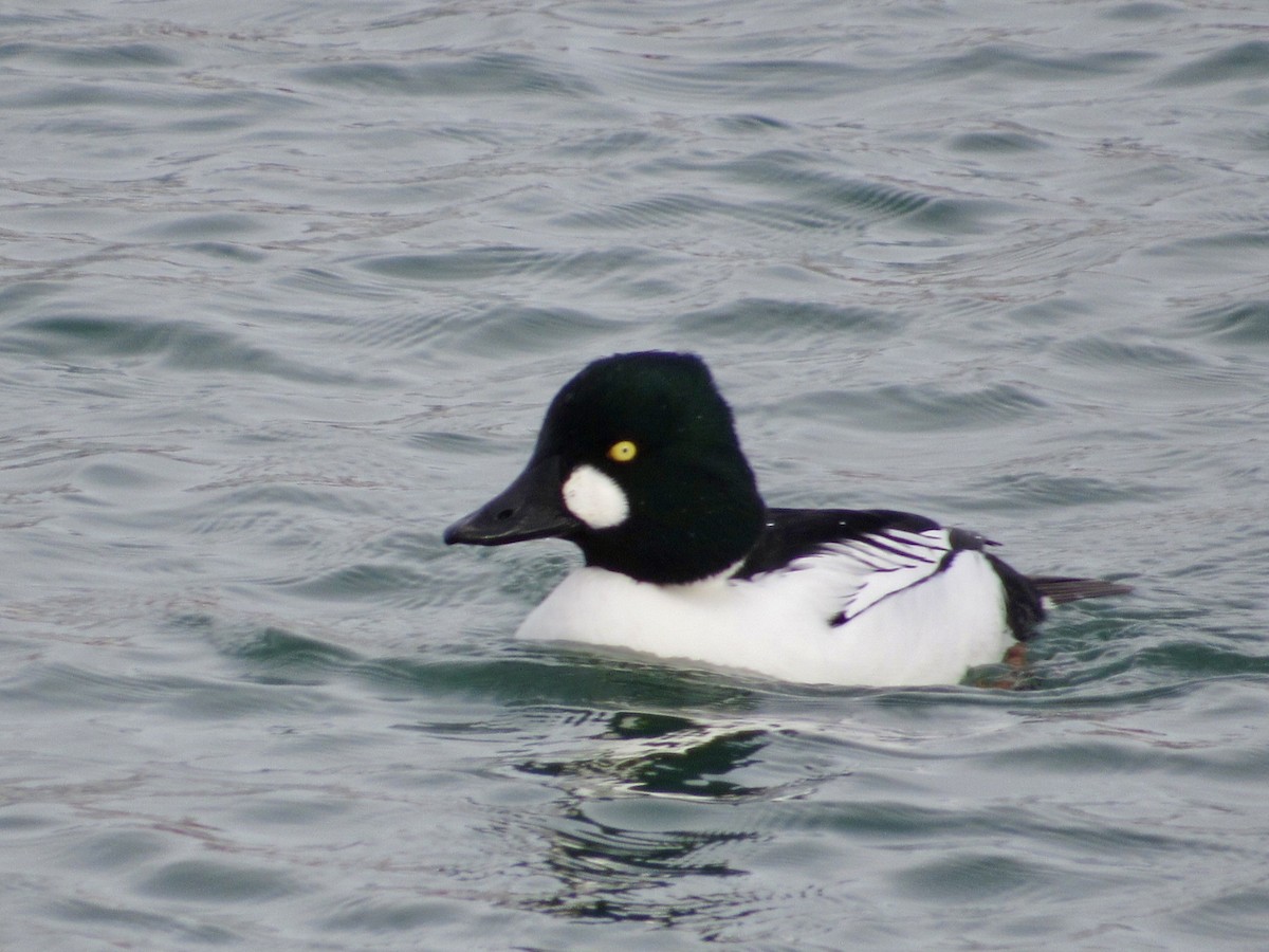 Гоголь зеленоголовий - ML646011554