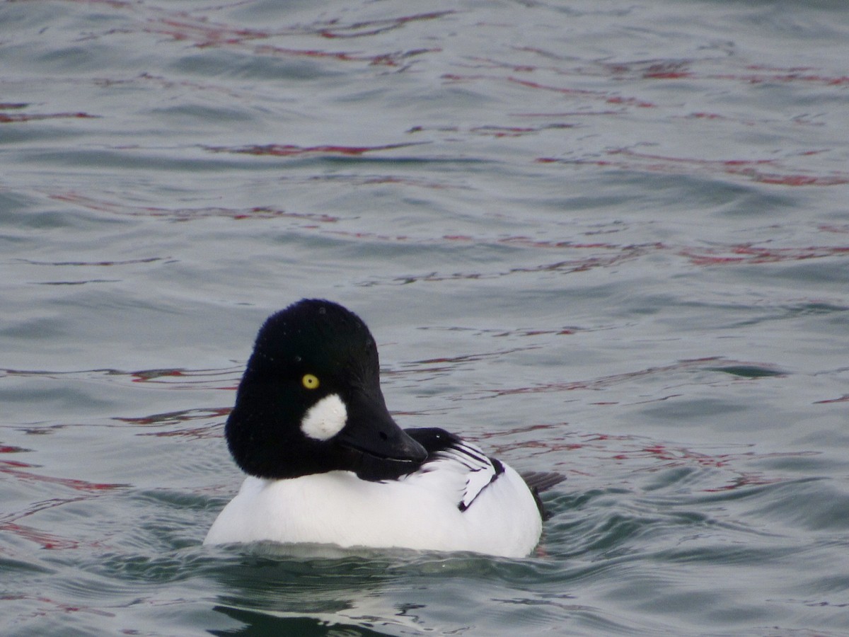 Гоголь зеленоголовий - ML646011555