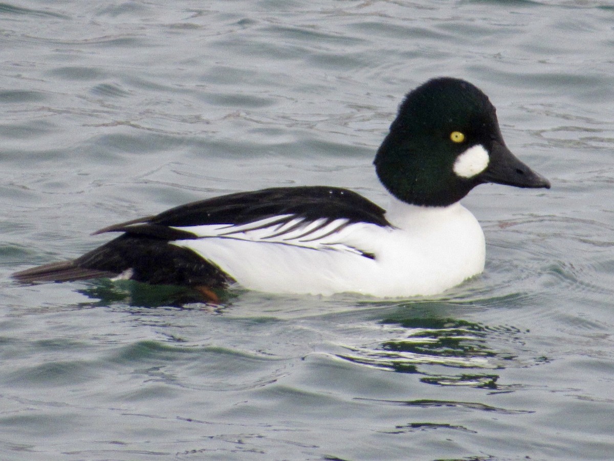 Гоголь зеленоголовий - ML646011556