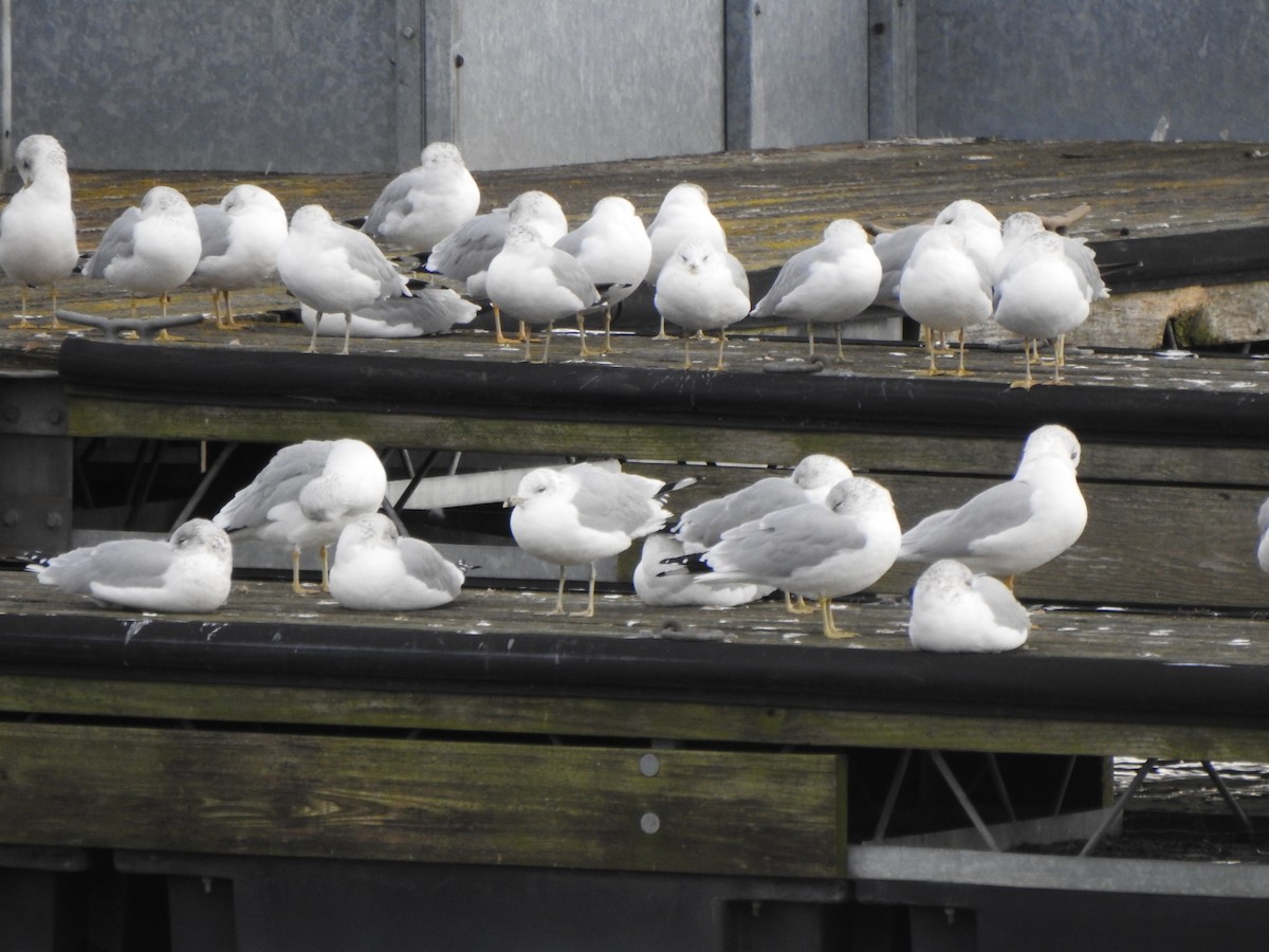 Мартин делаверський - ML646011557