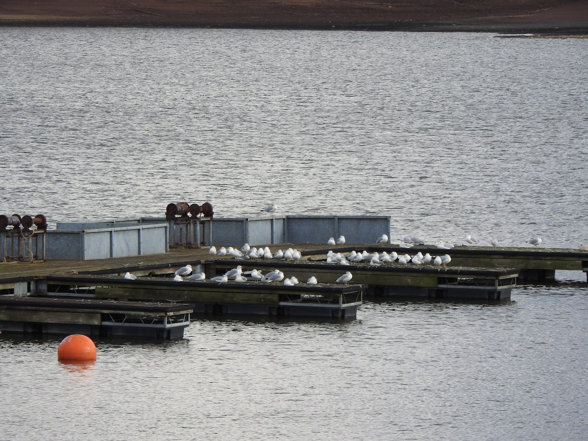 Мартин делаверський - ML646011558