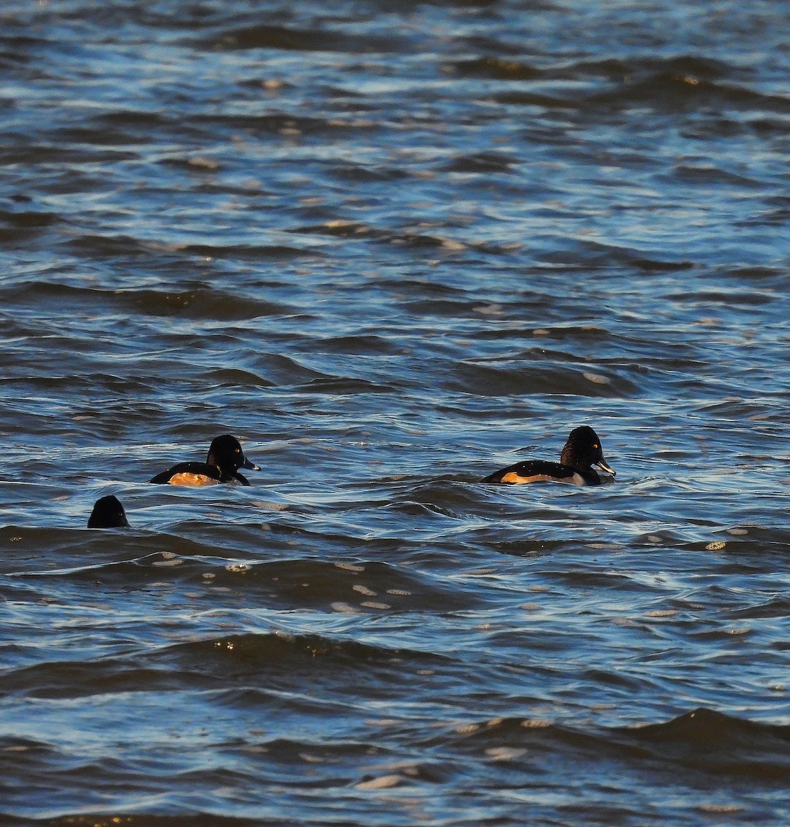 Чернь канадська - ML646011559