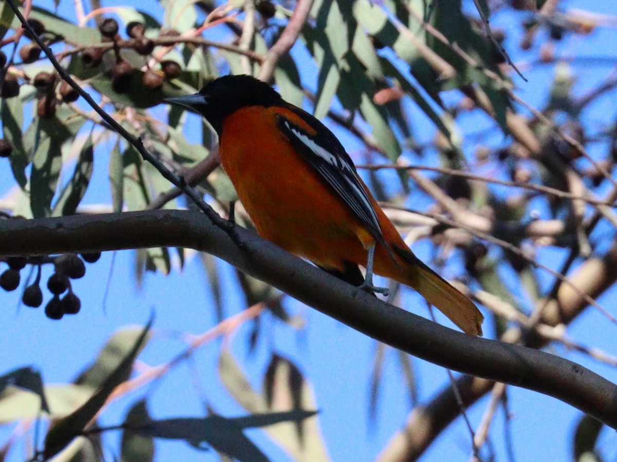 trupiál baltimorský - ML646011560