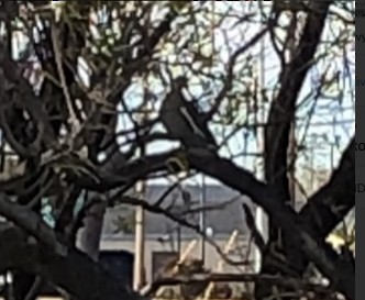 Зенаїда білокрила - ML646011561