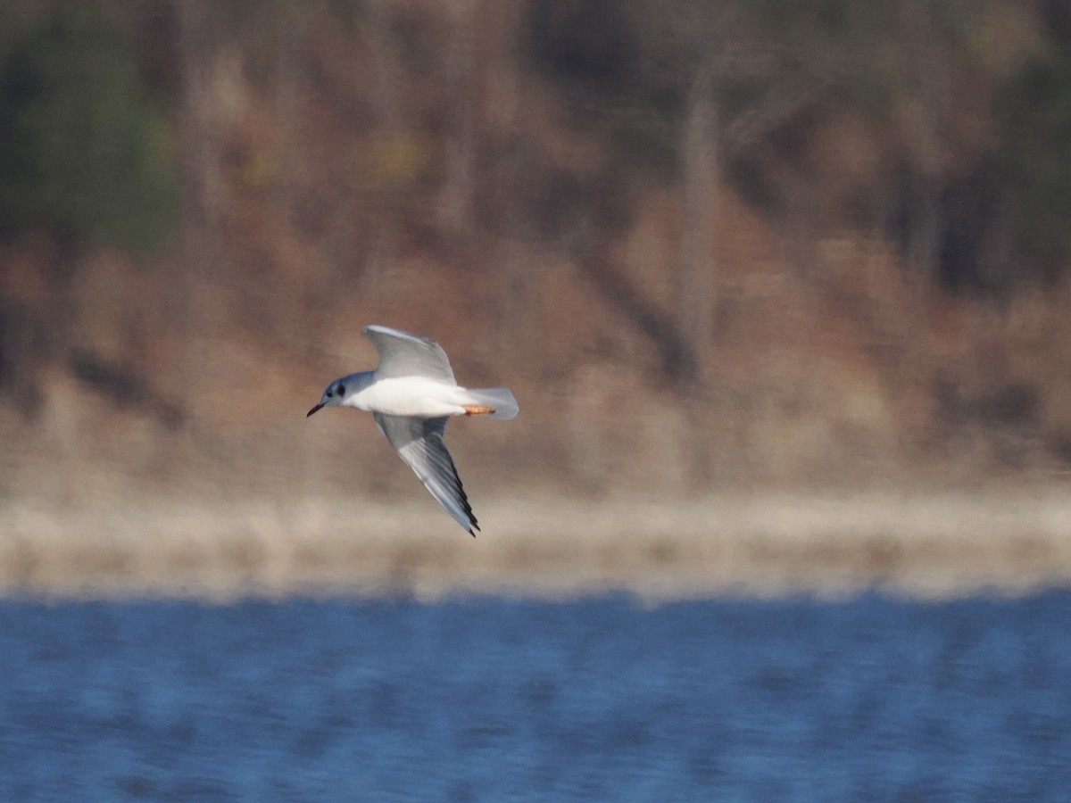 שחף אמריקני - ML646011567