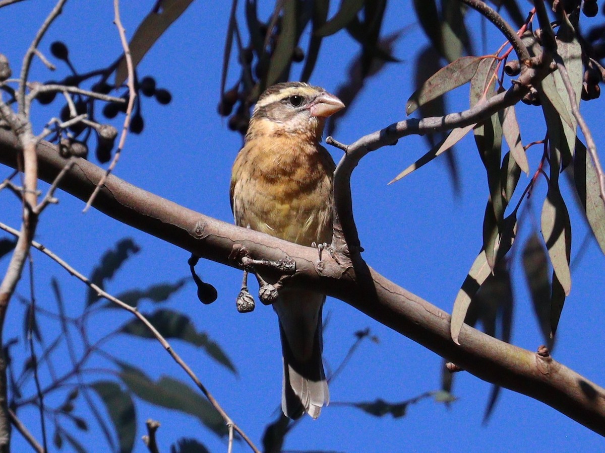 Black-headed Grosbeak - ML646011568
