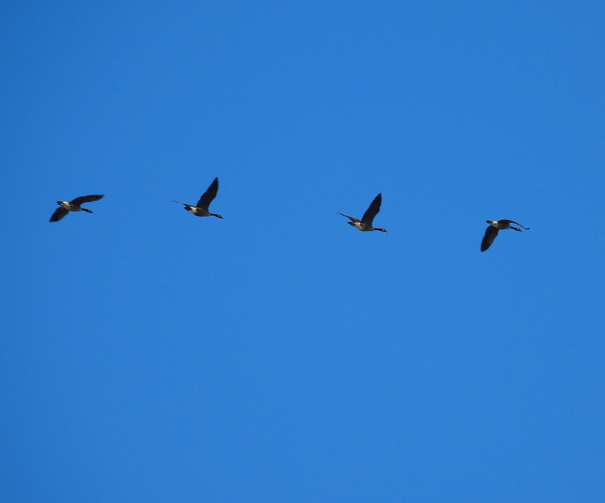 ברנטה קנדית - ML646011573