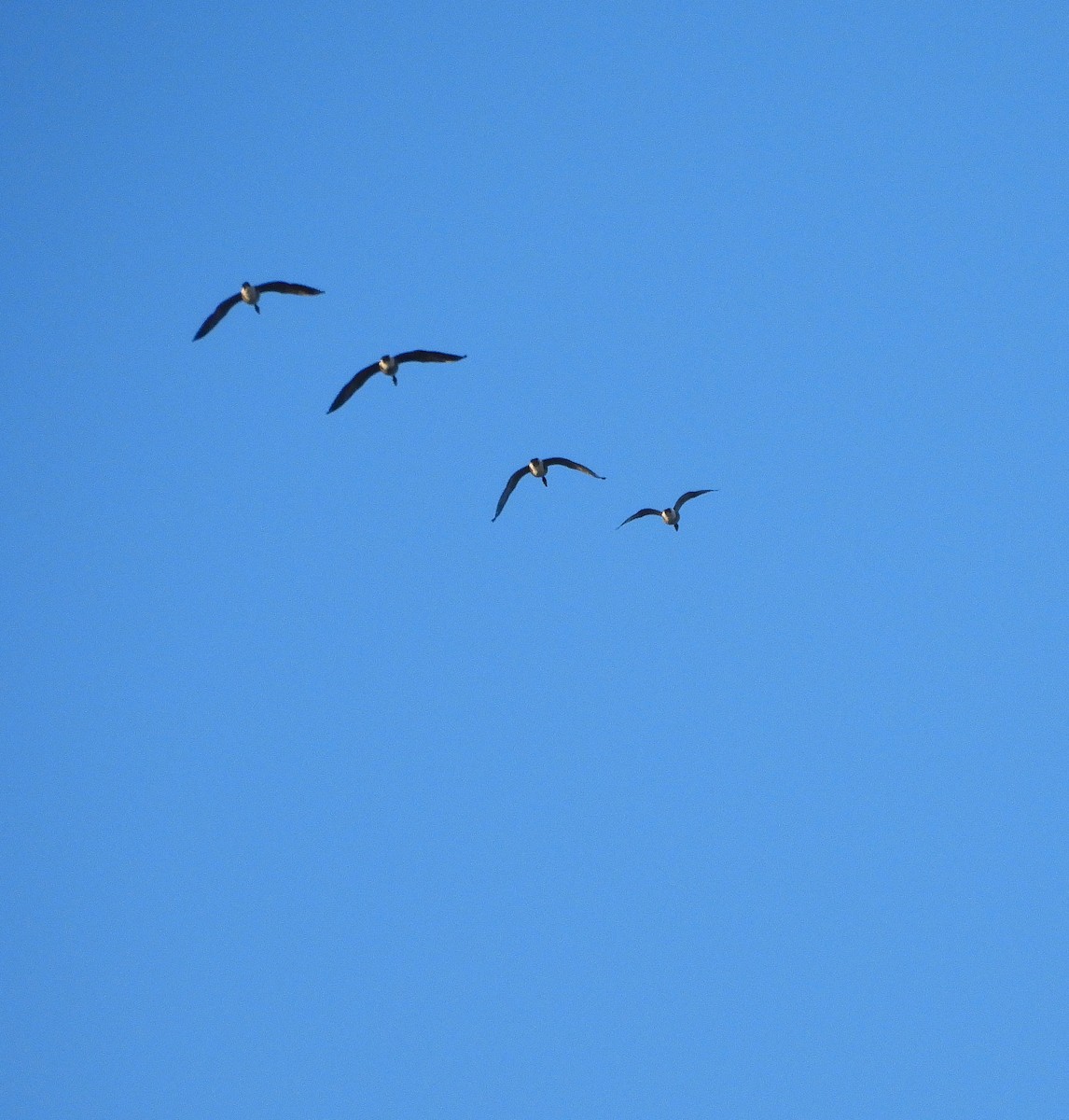 ברנטה קנדית - ML646011574