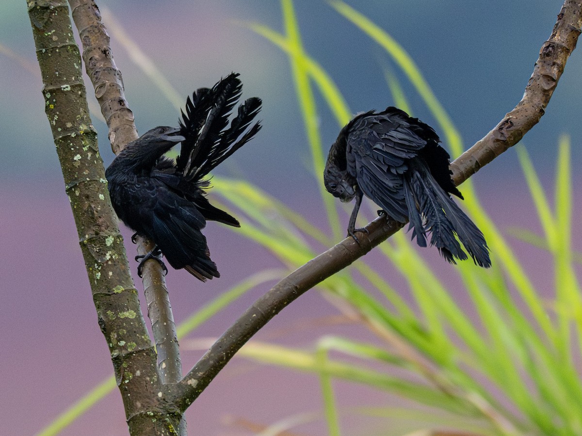 Smooth-billed Ani - ML646011579