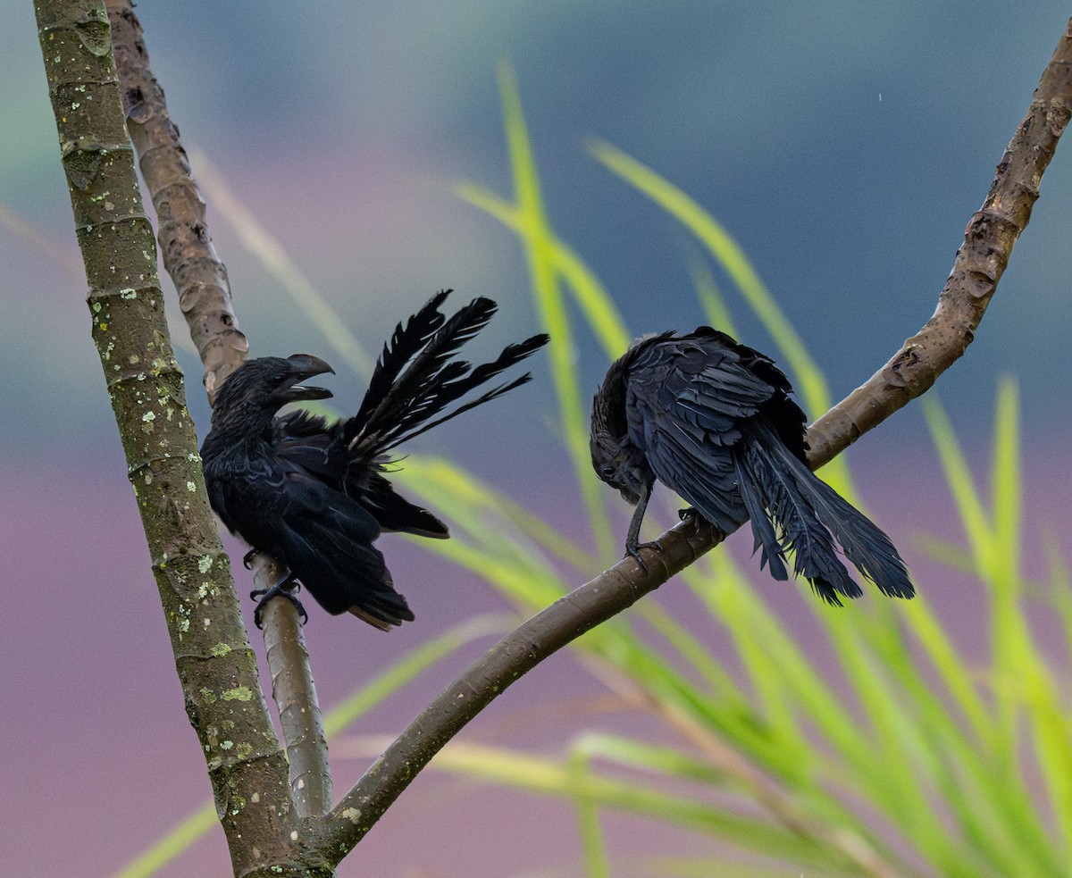 Smooth-billed Ani - ML646011580