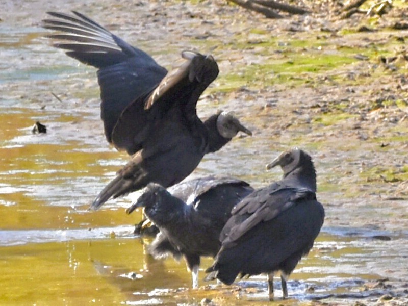 Black Vulture - ML646011582