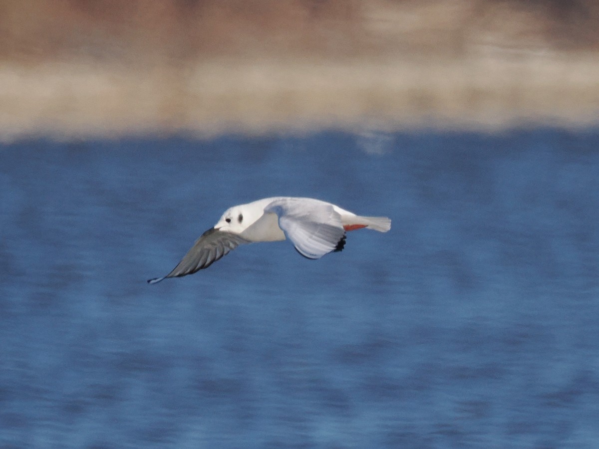שחף אמריקני - ML646011586