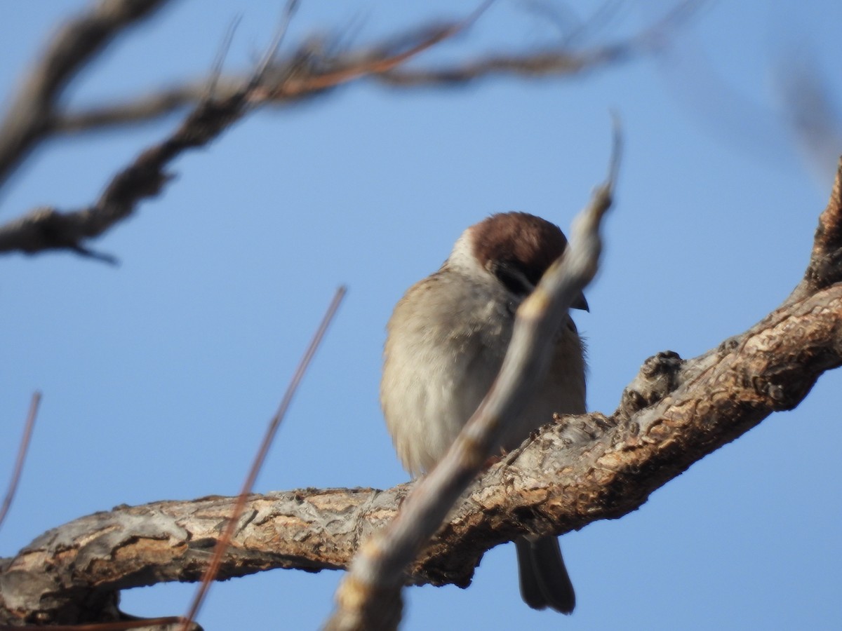 Ağaç Serçesi - ML646011593