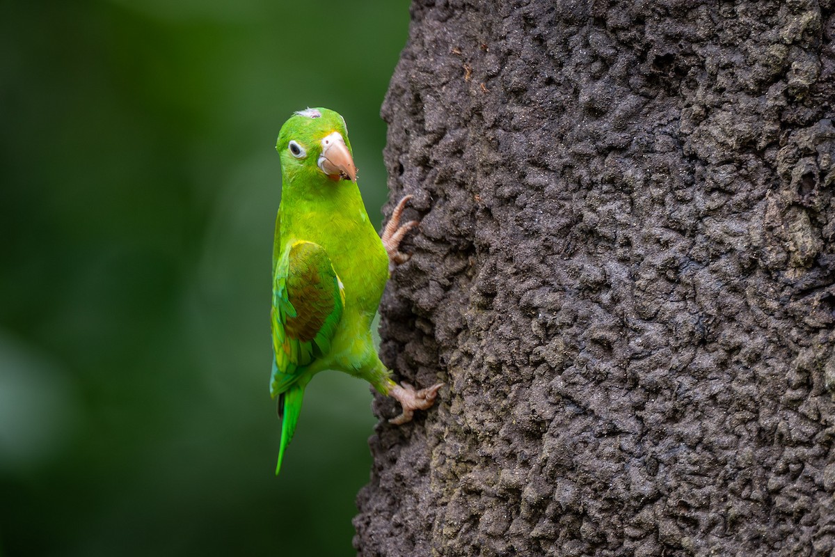 Orange-chinned Parakeet - ML646011600