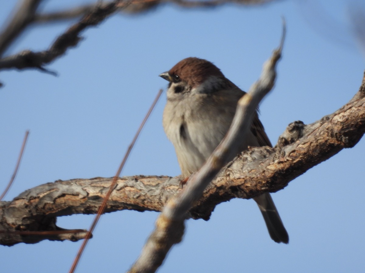 Ağaç Serçesi - ML646011601