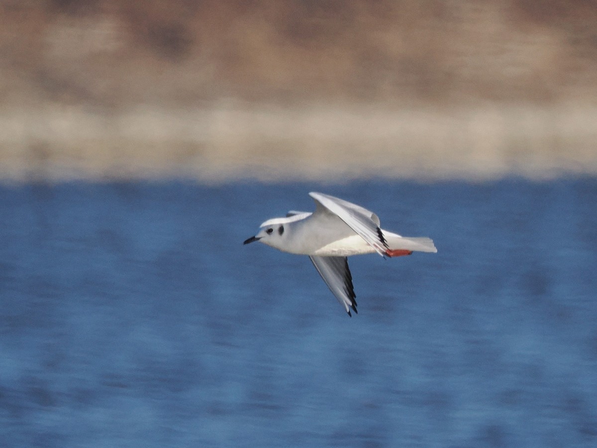 שחף אמריקני - ML646011608