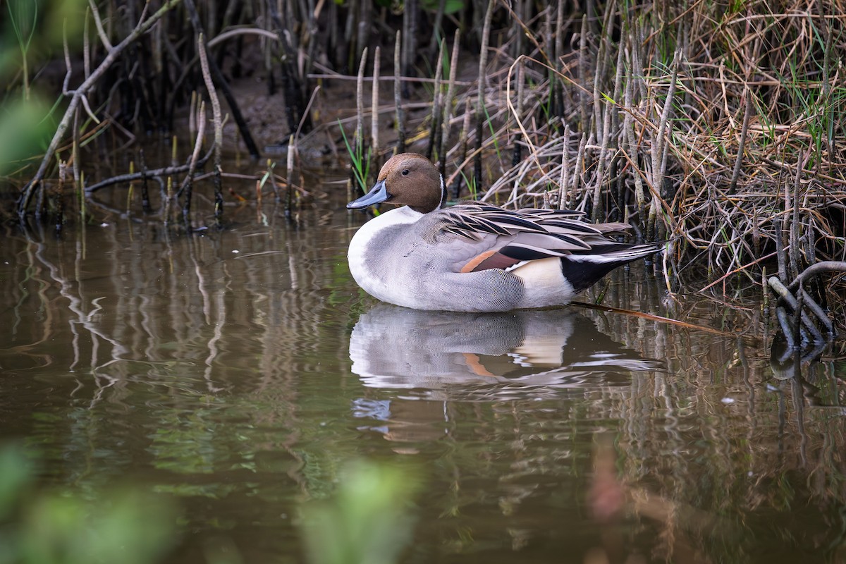 Northern Pintail - ML646011609